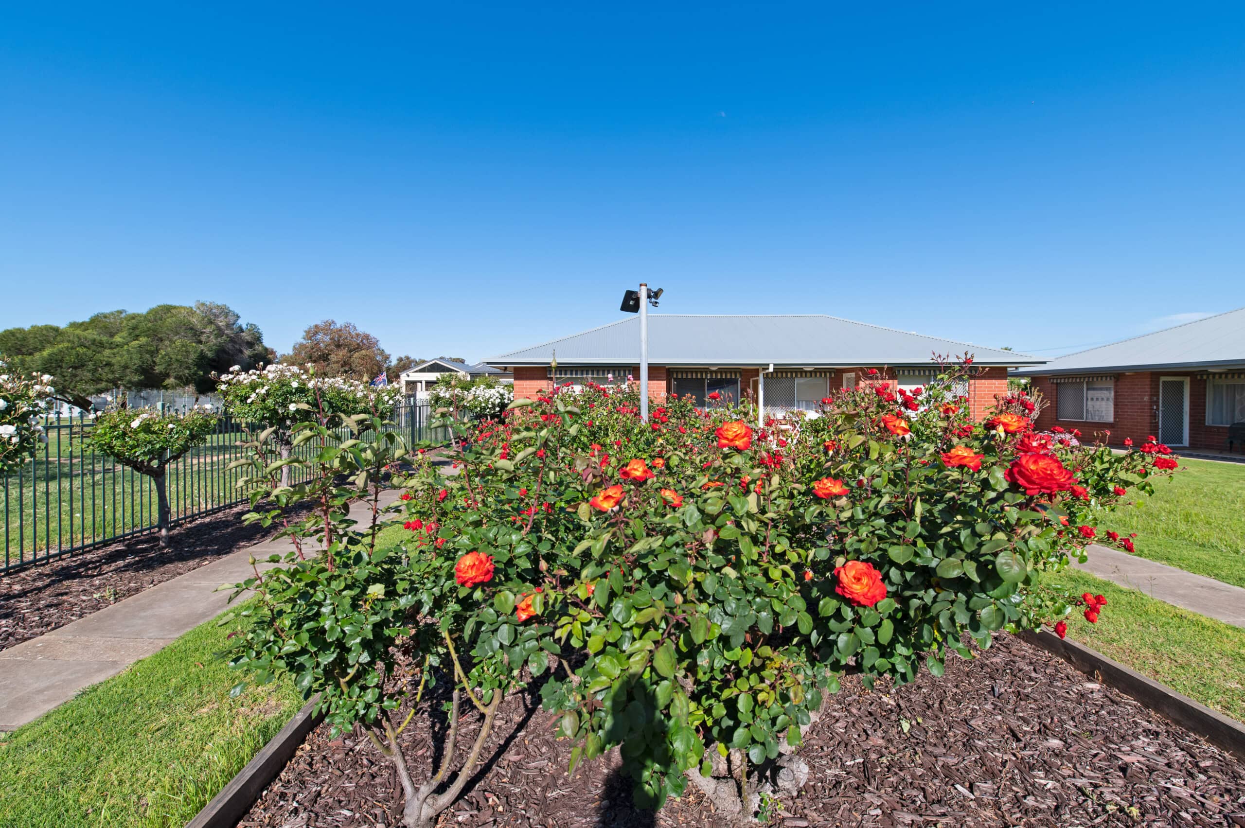 Willason outside rosebush